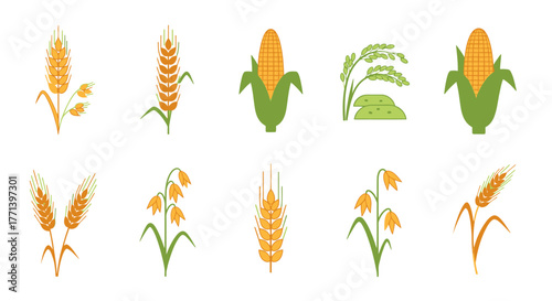 Agricultural Crop Symbols: Wheat Oats Rice and Corn Illustrations