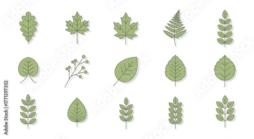 Delicate Green Leaf Illustrations in Various Forms and Species