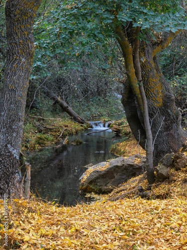 Stream in autumn forest with yellow leaves on the ground in Sierra de Huetor natural park (Granada, Spain)