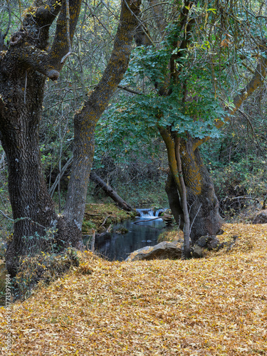 Stream in autumn forest with yellow leaves on the ground in Sierra de Huetor natural park (Granada, Spain)
