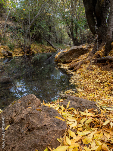 Stream in autumn forest with yellow leaves on the ground in Sierra de Huetor natural park (Granada, Spain)