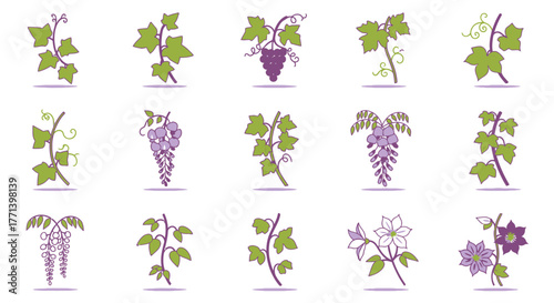 Grapevine branch and wisteria flowers set, botanical vector drawing