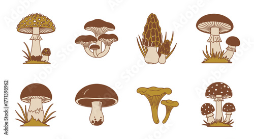 Assorted stylized drawing of edible and poisonous mushrooms illustration
