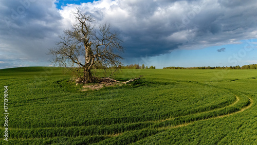 Lonely tree stands tall in a vast green field under dramatic cloudy sky