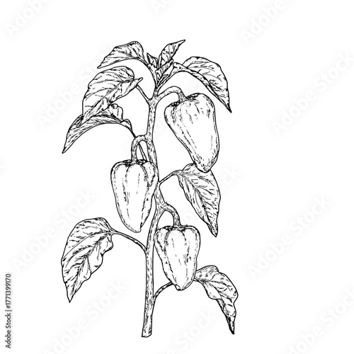 Lush bush with bell peppers, black and white sketch. Vector illustration. Gardening vegetables on branches, isolated on a white background. Farming
