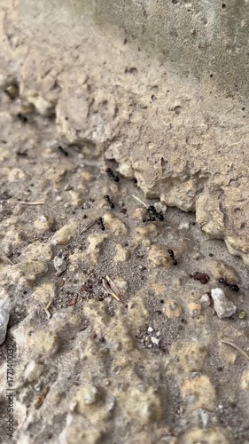 Lots of ants on the ground, top view