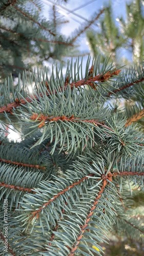 Close-up of Blue Spruce Pine Needles
