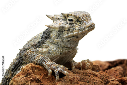 Texas Horned Lizard (Phrynosoma cornutum) is spiny reptile, native to the arid regions of North America.