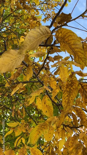 Yellow autumn leaves in forest, vertical fall background