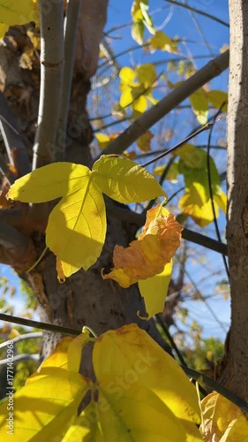 Yellow autumn leaves in forest, vertical fall background
