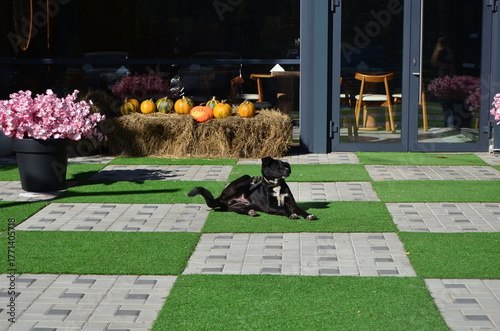 a dog lying on the platform at the entrance to the cafe on a clear autumn day