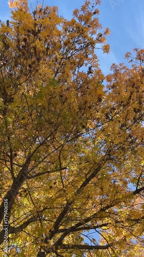 Yellow autumn leaves in forest, vertical fall background