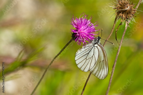 Papier peint Baum-Weißling (Aporia crataegi)