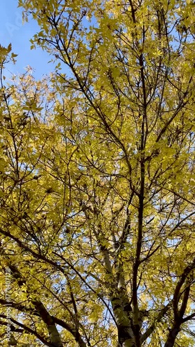 Yellow autumn leaves in forest, vertical fall background