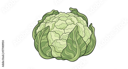 A vibrant and detailed artistic illustration of a fresh, organic cauliflower head, showcasing its crisp white florets and surrounding green leaves.