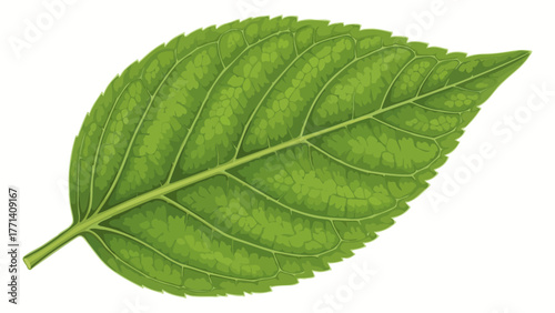 A detailed green leaf with prominent veins on a white background