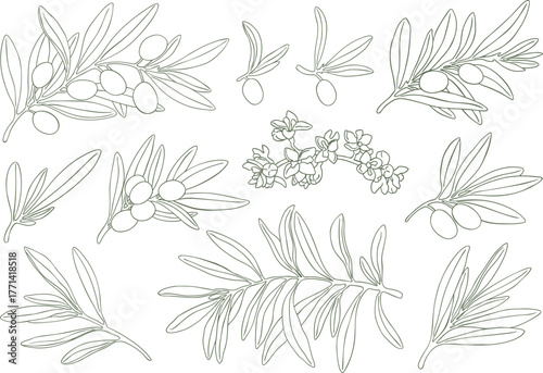 Graphic drawing olive branch flowers green. Hand drawn floral illustration element olives fruit tree branches leaves isolated background. Edible foliage Drawings food Botanical elements. Wrapping card