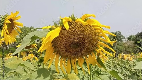 Beautiful Sunflower Bloom in Green Field – Bright Yellow Flower Nature Video