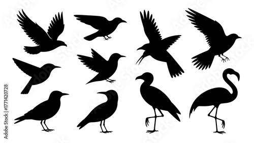 Silhouette of various birds, including eagles, crows, flamingos, and more, showcasing a diverse collection of avian species in flight and at rest