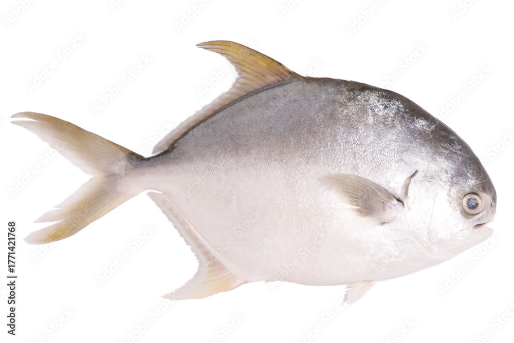 Φωτογραφία Fresh raw fish pompano on background
