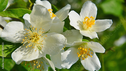 Philadelphus lewisii flowers. White jasmine. Light, colour and the scents of spring.