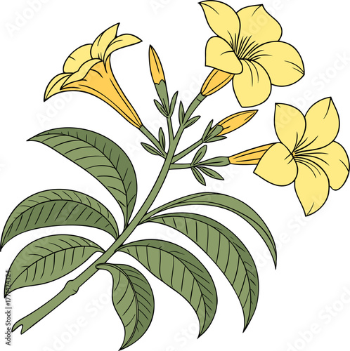 A botanical illustration depicting a plant branch with two open yellow bell shaped flowers a long bud and several green