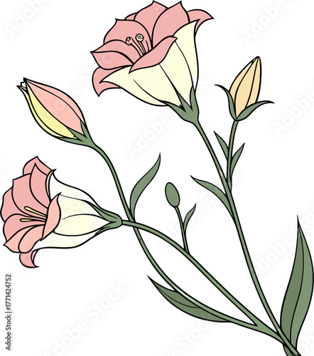 Delicate light pink flowers and unopened buds with green leaves and stems Floral illustration on a white background