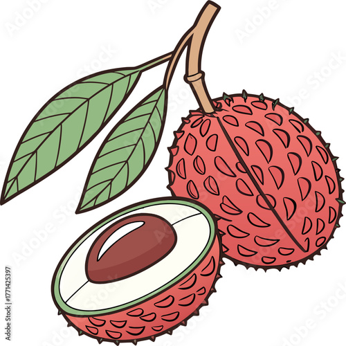 Illustration of whole and halved lychee fruits displaying red skin white flesh green leaf and brown seed