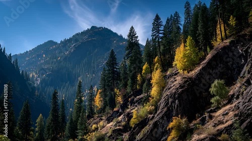 Dramatic Autumn Forest Slope: Sunlight Illuminating Conifer Trees with Vivid Yellow and Orange Foliage Against Dark Wilderness