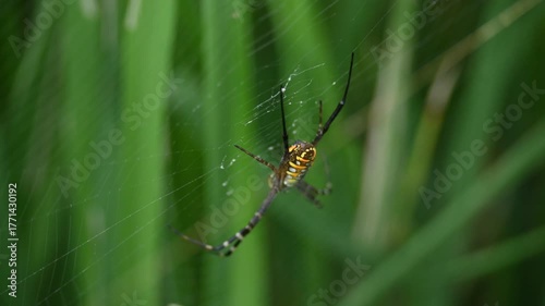 Argiope bruennichi or wasp spider. It is a species of orb- weaver spider found Europe, Asia and Africa. This species features distinctive yellow, white and black markings on its abdomen.