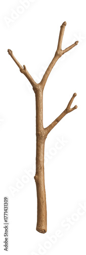 Elderberry branch featuring light brown bark and noticeable lenticels.