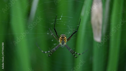 Argiope bruennichi or wasp spider. It is a species of orb- weaver spider found Europe, Asia and Africa. This species features distinctive yellow, white and black markings on its abdomen.
