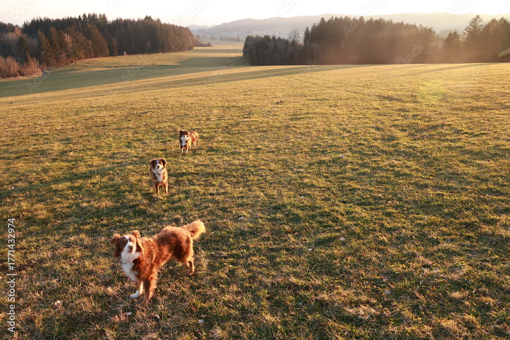 Naklejka premium Three dogs are running in a field
