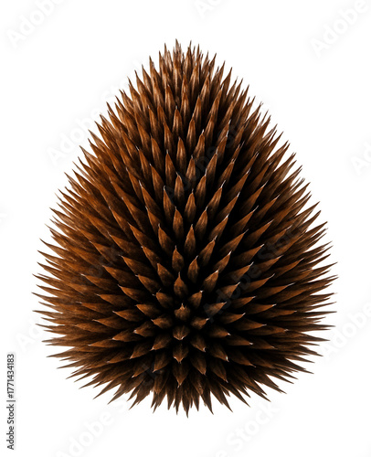 Dry, conical seed head of Echinacea with a spiny, brown texture.