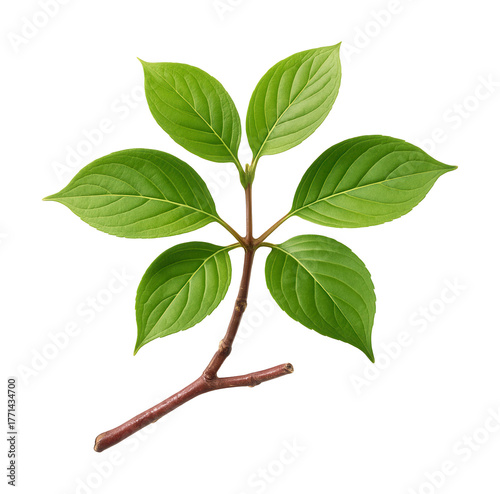 Dogwood branch featuring opposite, simple leaves and smooth, reddish bark.