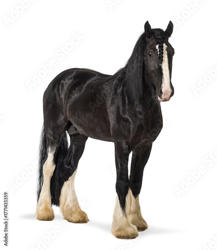 Принти на полотні Black shire horse standing looking at camera, transparent background