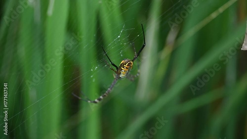 Argiope bruennichi or wasp spider. It is a species of orb- weaver spider found Europe, Asia and Africa. This species features distinctive yellow, white and black markings on its abdomen.