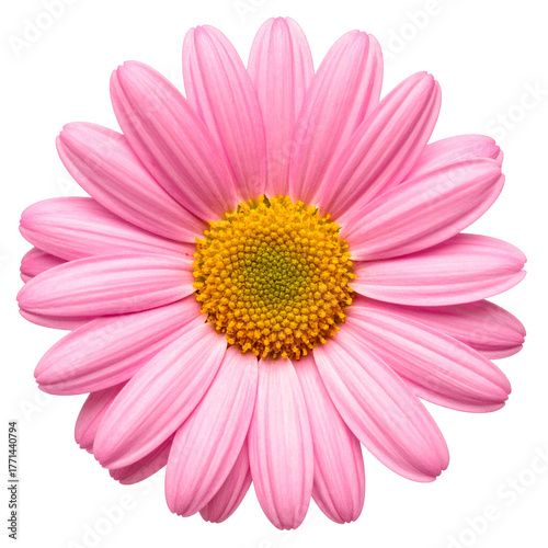 Pink Daisy's Delicate Beauty: A close-up view unveils a perfectly formed pink daisy, its petals radiating outwards around a bright yellow center, showcasing nature's artistry in full bloom.