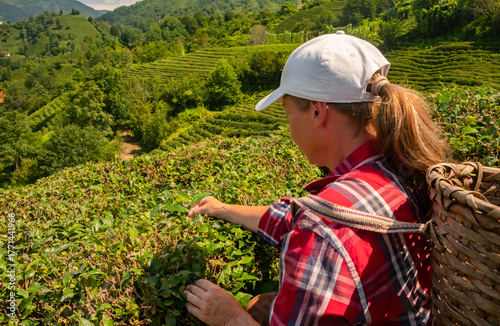 Woman harvests tea leaves on a sunny day at a beautiful plantation in Rize, Turkey