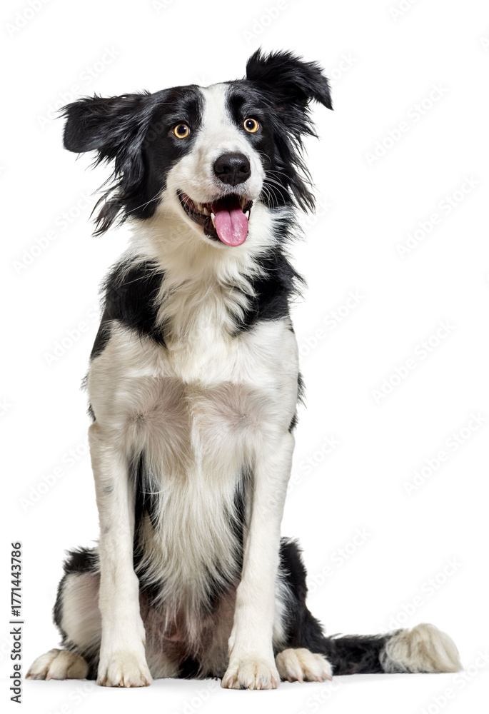 Fototapeta premium Border collie dog sitting, looking at camera, happy