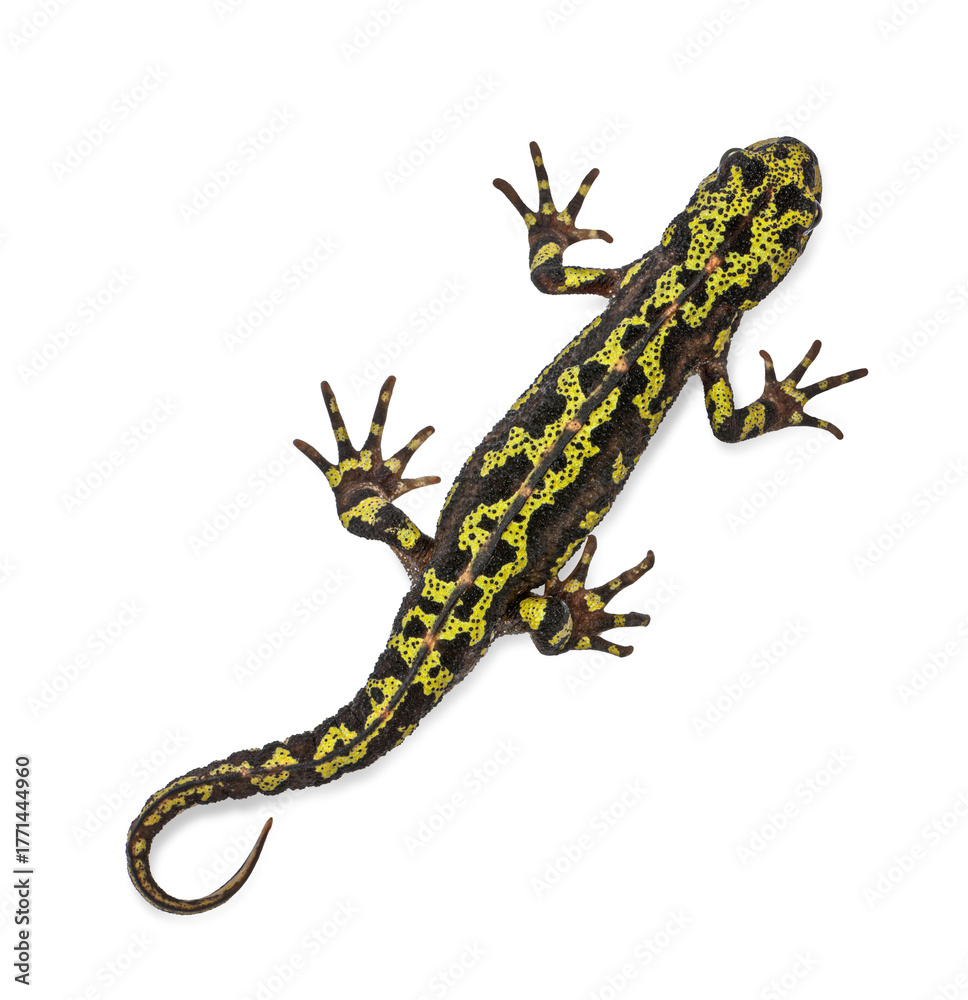 Naklejka premium Marbled newt from above, displaying its black and yellow skin pattern