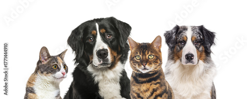 Group of pets looking at camera, transparent background