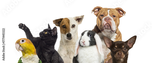 Group of various pets standing together, transparent background