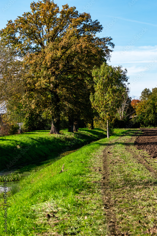 Fototapeta premium autumn in the park