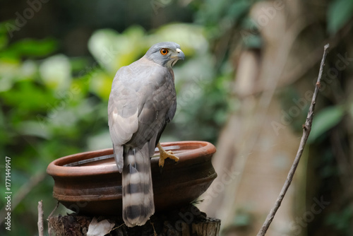 the bird on birdbath, The shikra Tachyspiza badia