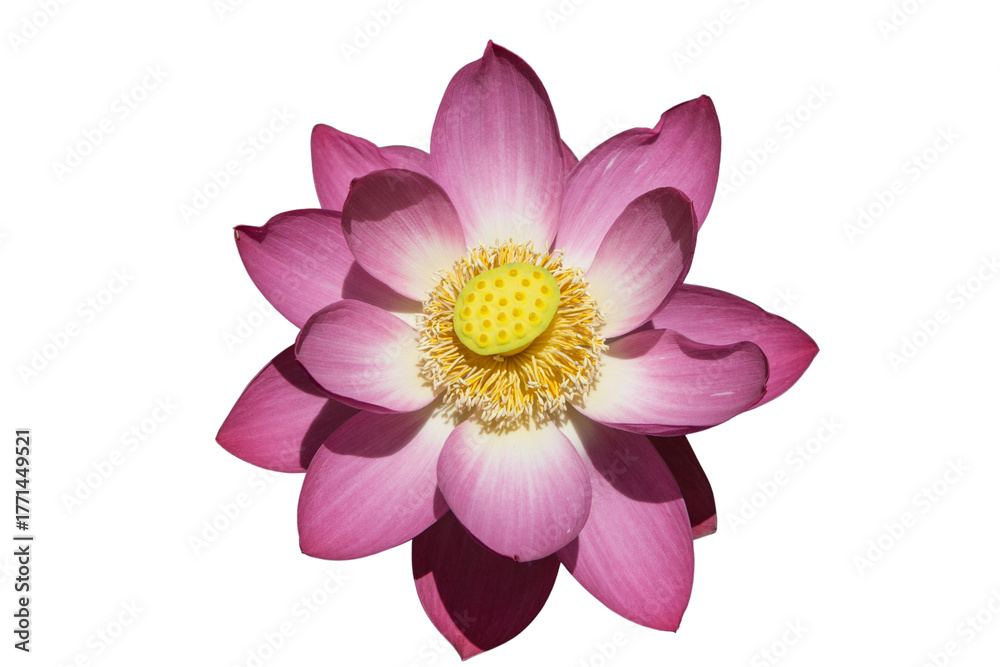 Obraz premium The beautiful lotus flower with the background removed to make it stand out.