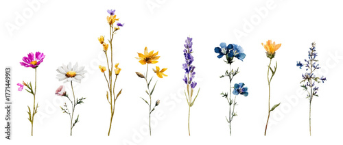 Watercolor set of wildflowers. Wild field and meadow flowers on isolated background. Botanical flowers chamomile, Hypericum, lavender and others. Hand drawn wild flowers.