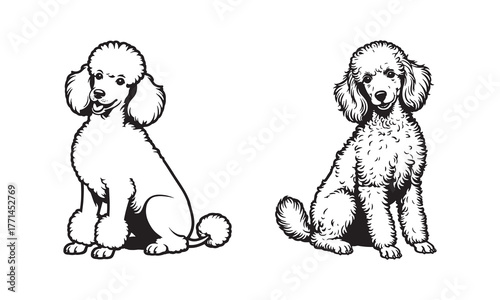 Black and White Poodle Illustrations Line Art and Shaded Drawing