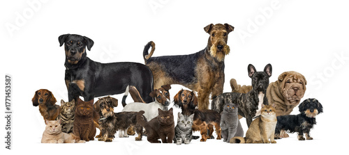 Photography Group of various domestic dogs and cats on transparent background