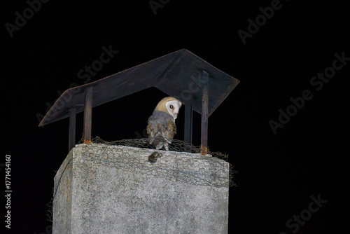 Barn Owl Perched on a Chimney at Night